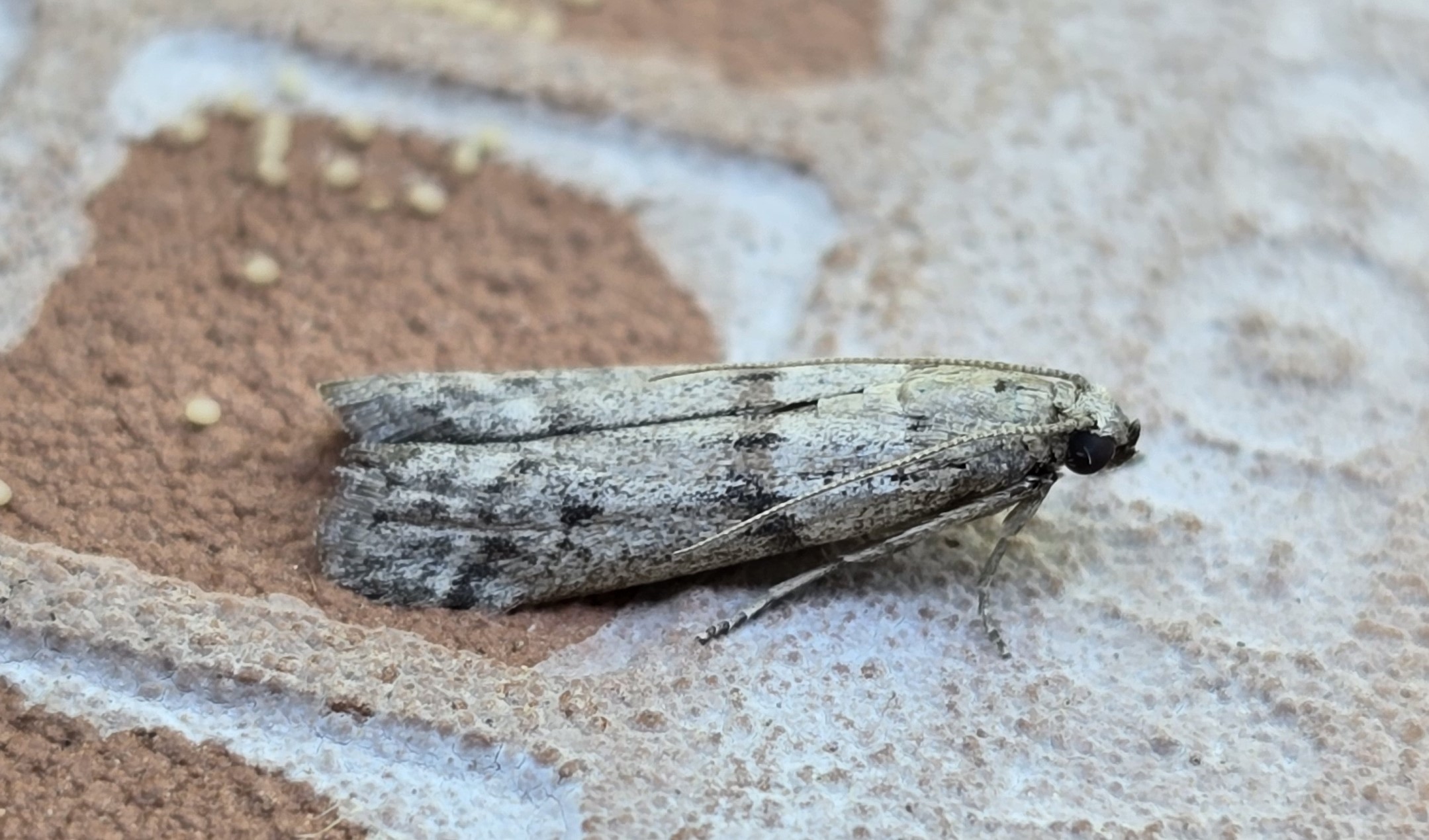Photo of Cacao Moth (Ephestia elutella)